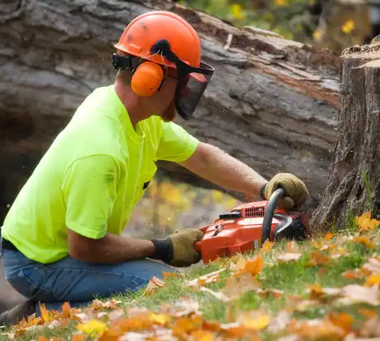 tree services Black Creek